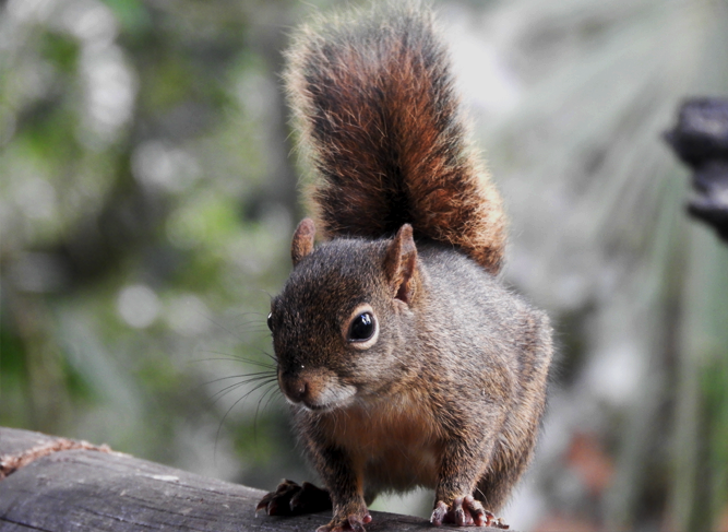 imagem de um esquilo